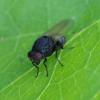 Minettia longipennis